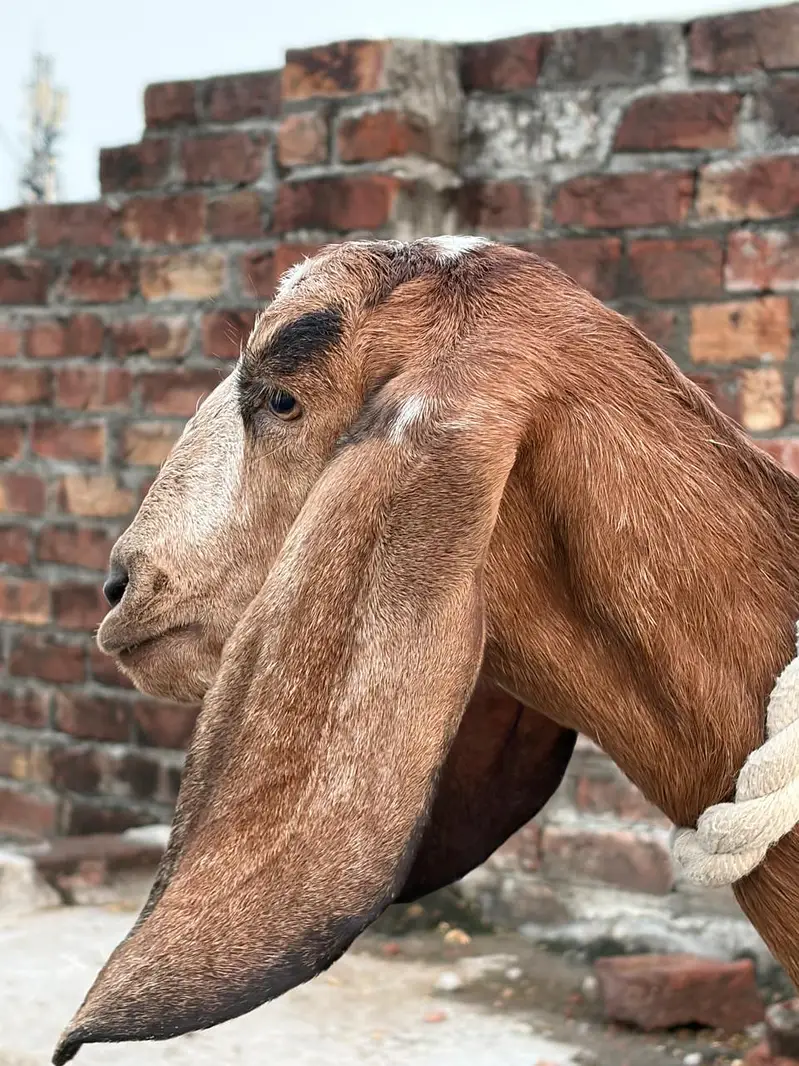tadi goat — photo 2