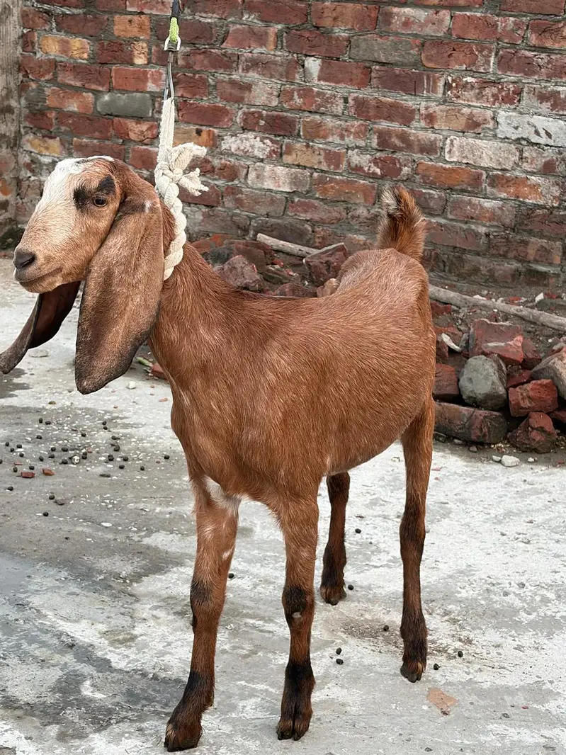 tadi goat — photo 3