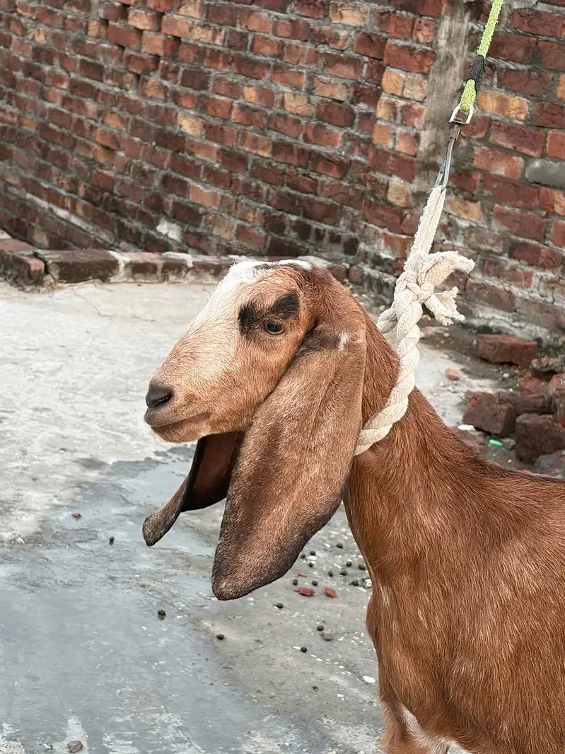 tadi goat — photo 4