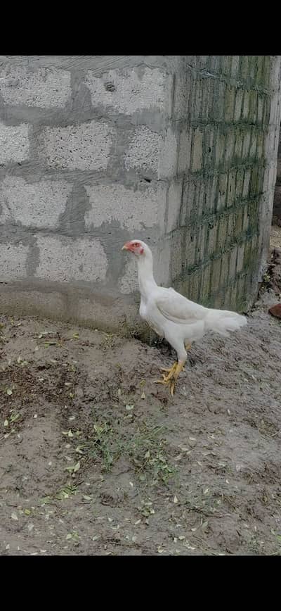Asel shamo pair