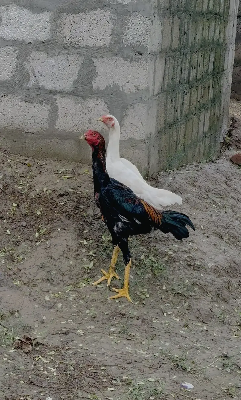 Asel shamo pair — photo 2