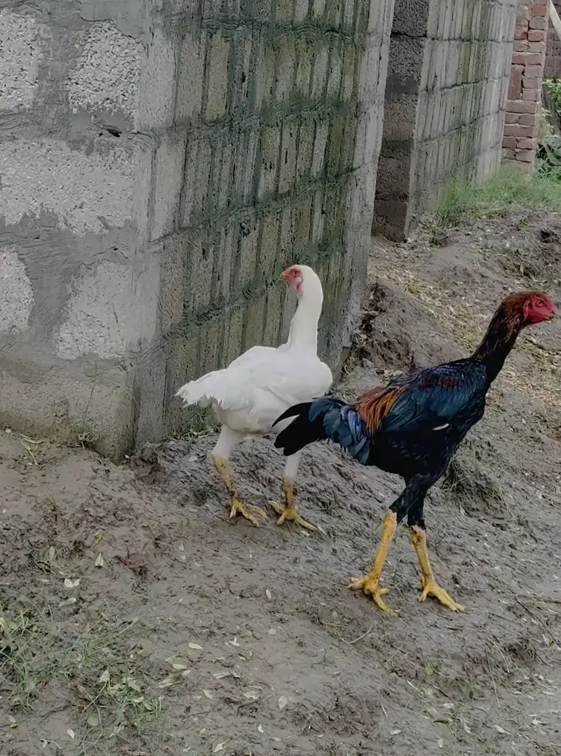 Asel shamo pair — photo 3