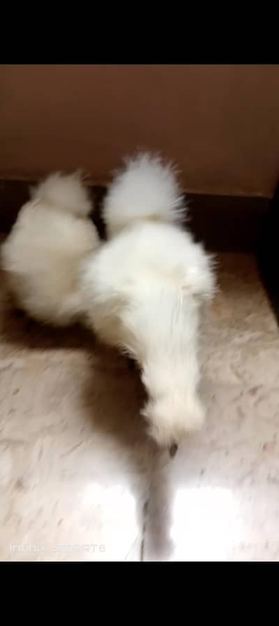 HIGH QUALITY silkie chicks