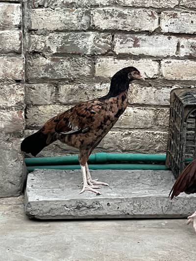 Aseel Female