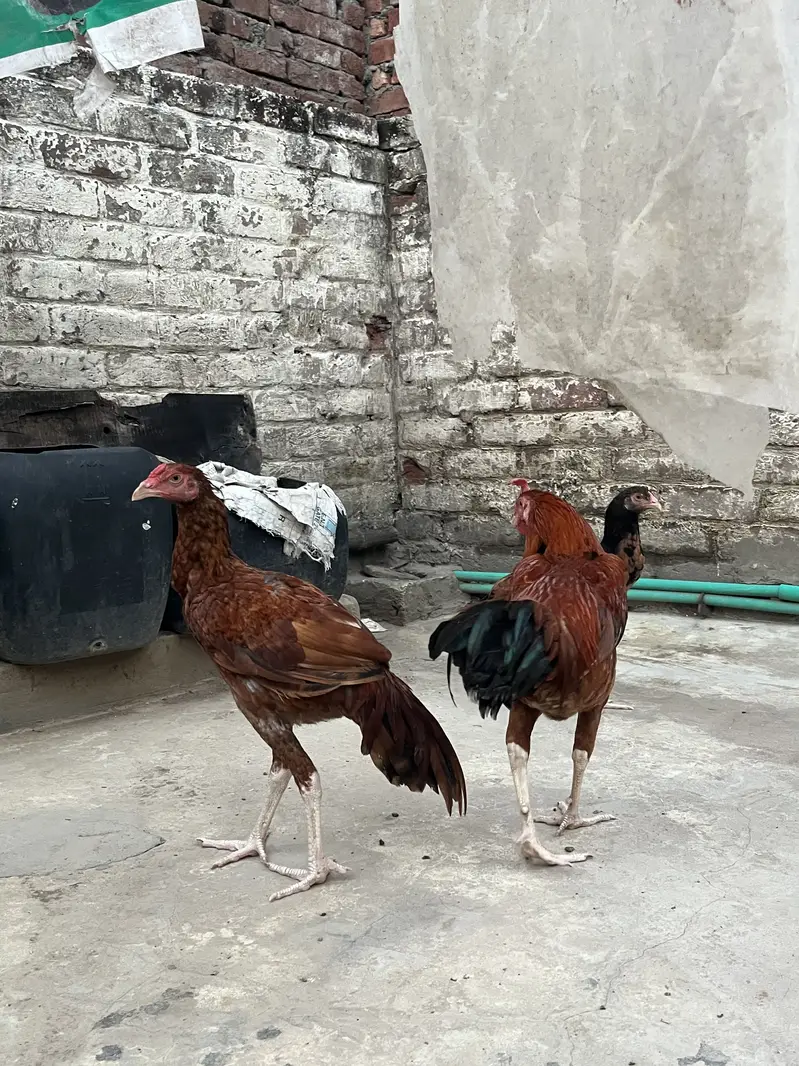 Aseel Female — photo 2