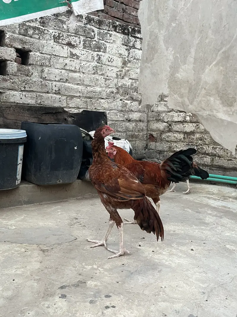 Aseel Female — photo 3