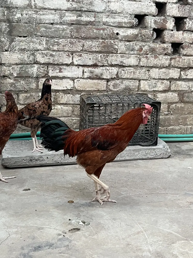 Aseel Female — photo 4