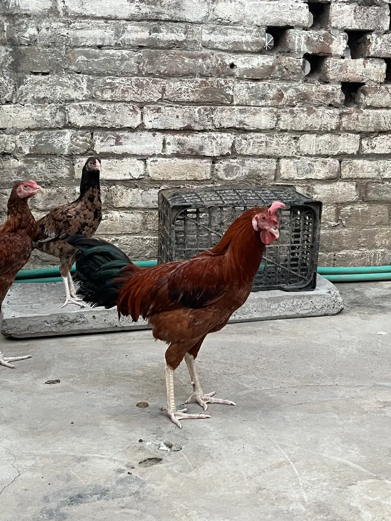Aseel Female — photo 5