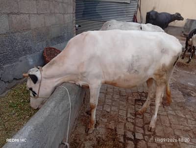 Total 4 Janwar Friesian Holstein
