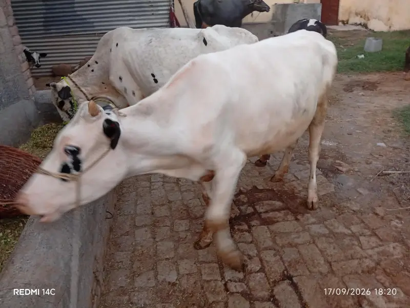 Total 4 Janwar Friesian Holstein — photo 2