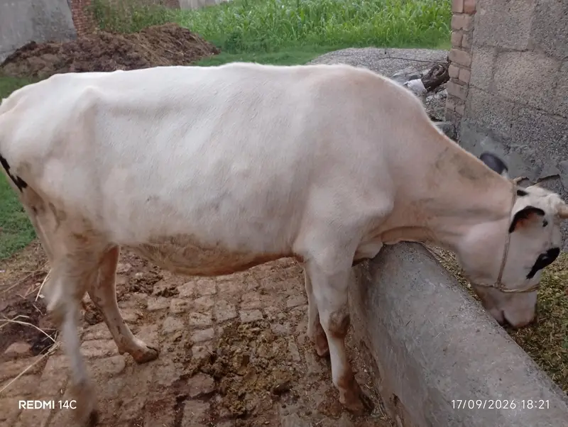 Total 4 Janwar Friesian Holstein — photo 3
