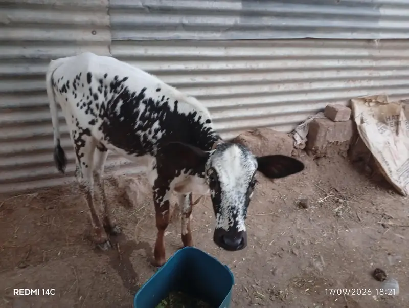 Total 4 Janwar Friesian Holstein — photo 4