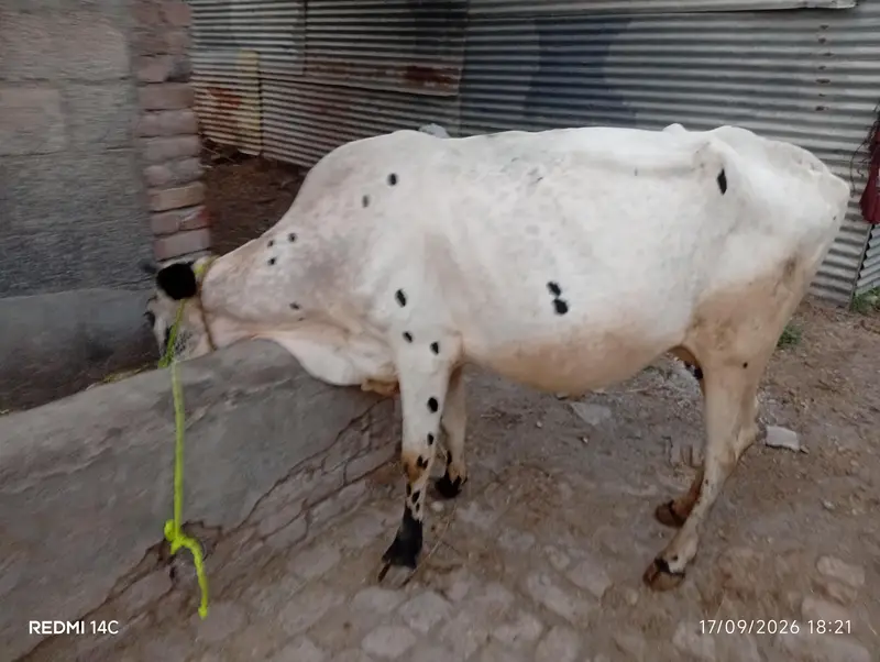 Total 4 Janwar Friesian Holstein — photo 5