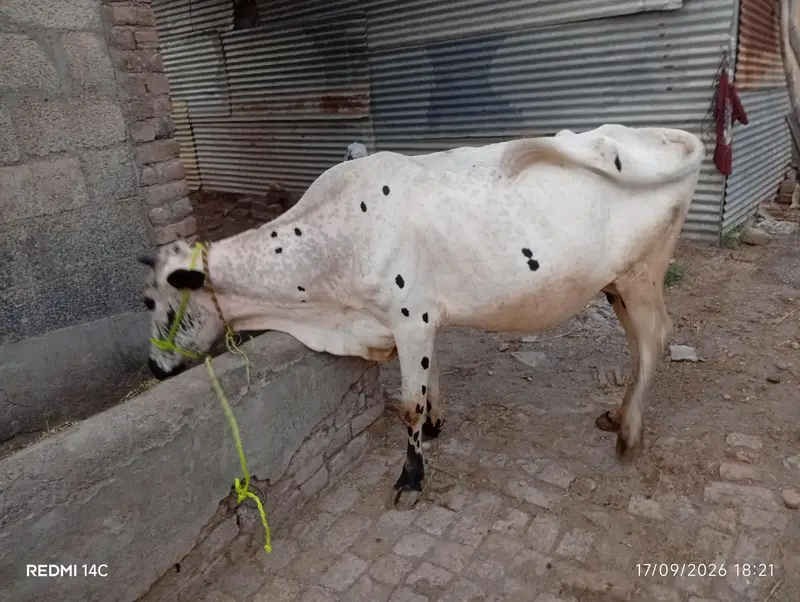 Total 4 Janwar Friesian Holstein — photo 6