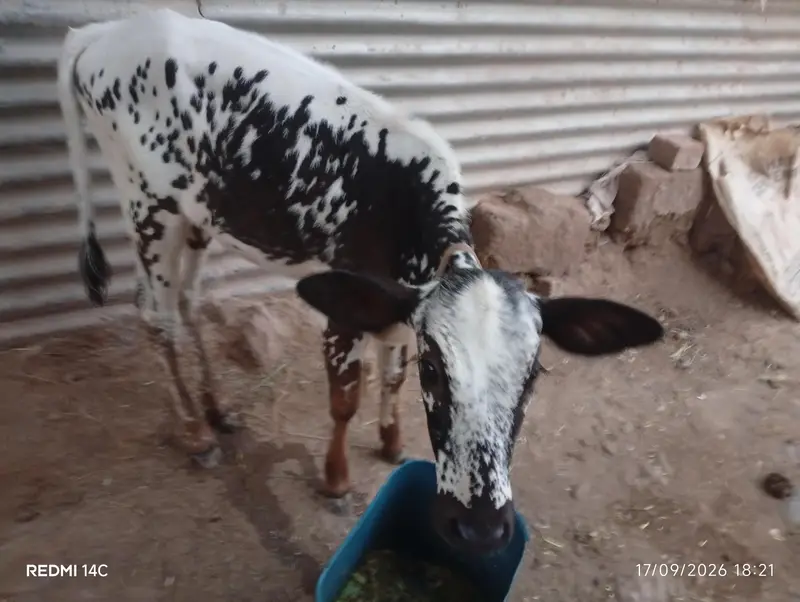 Total 4 Janwar Friesian Holstein — photo 7