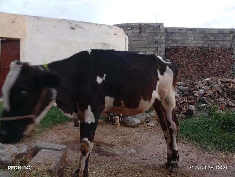 Total 4 Janwar Friesian Holstein — photo 8