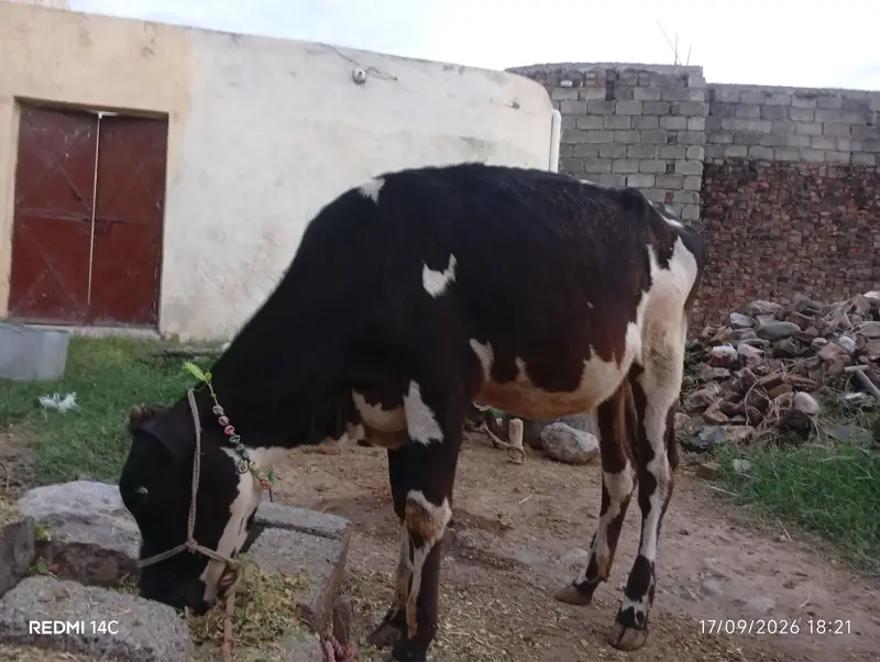 Total 4 Janwar Friesian Holstein — photo 9