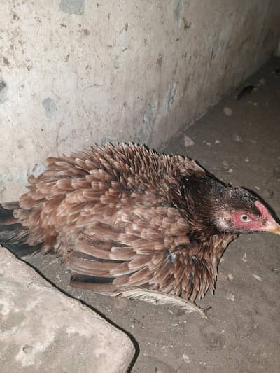 Kurak Murgi for sale  only 3000