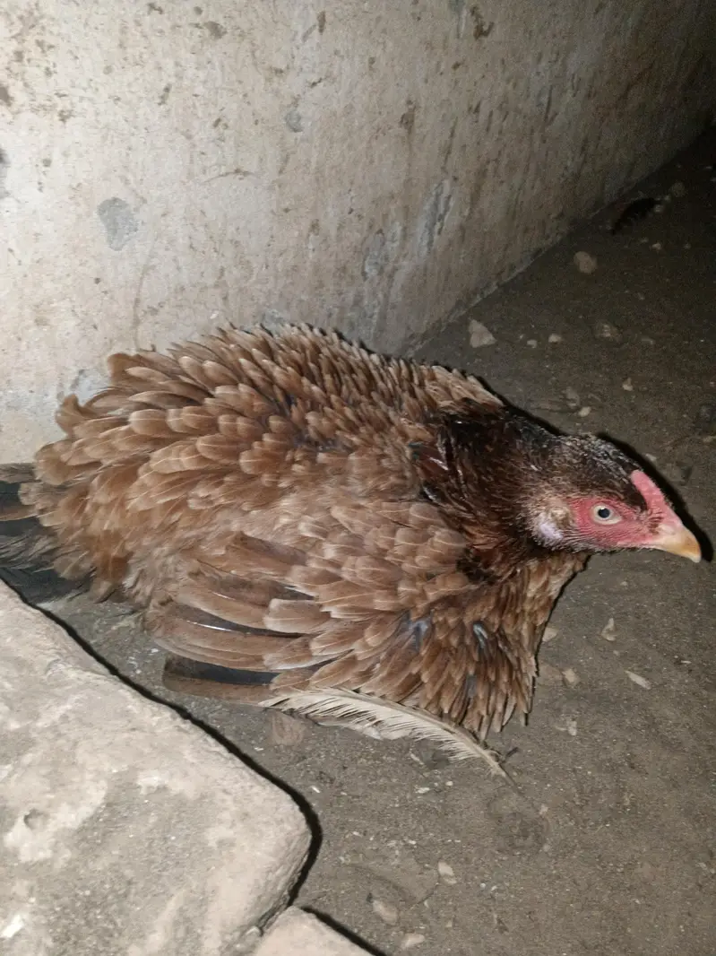 Kurak Murgi for sale  only 3000 — photo 2