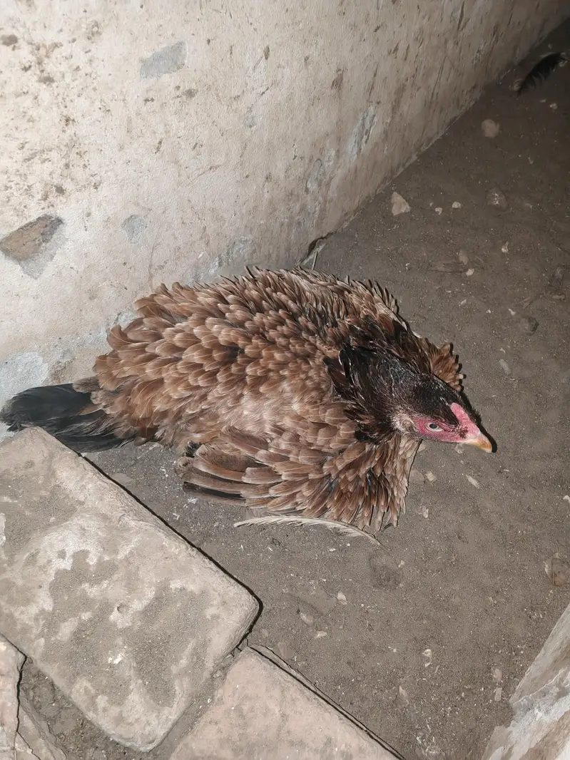 Kurak Murgi for sale  only 3000 — photo 3