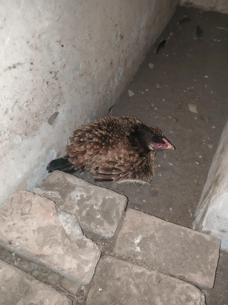 Kurak Murgi for sale  only 3000 — photo 4
