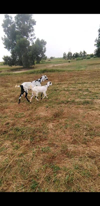 desi bakri WhatsApp 03365402644