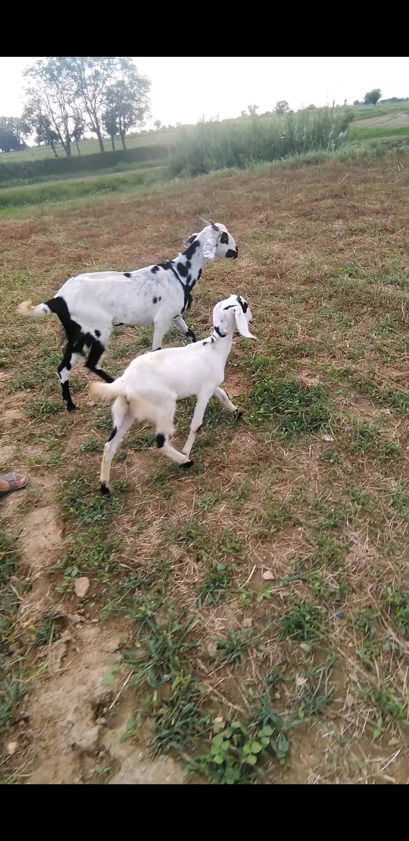 desi bakri WhatsApp 03365402644 — photo 2