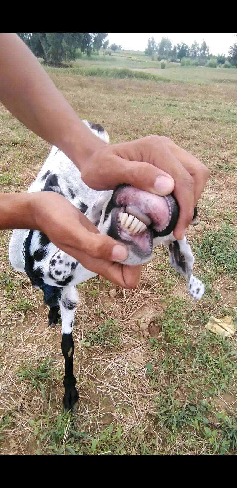 desi bakri WhatsApp 03365402644 — photo 3