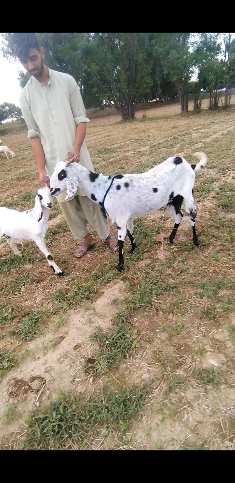 desi bakri WhatsApp 03365402644 — photo 4