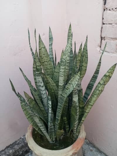 snake plant for sale with pot (gumlaa)| large pot(gamlaa)