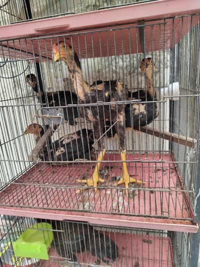 Aseel Birds for Sale | Pakistani & Shamo Bloodline | Chicks & Breeders