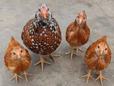 1Hen + 3 Chicks for Sale