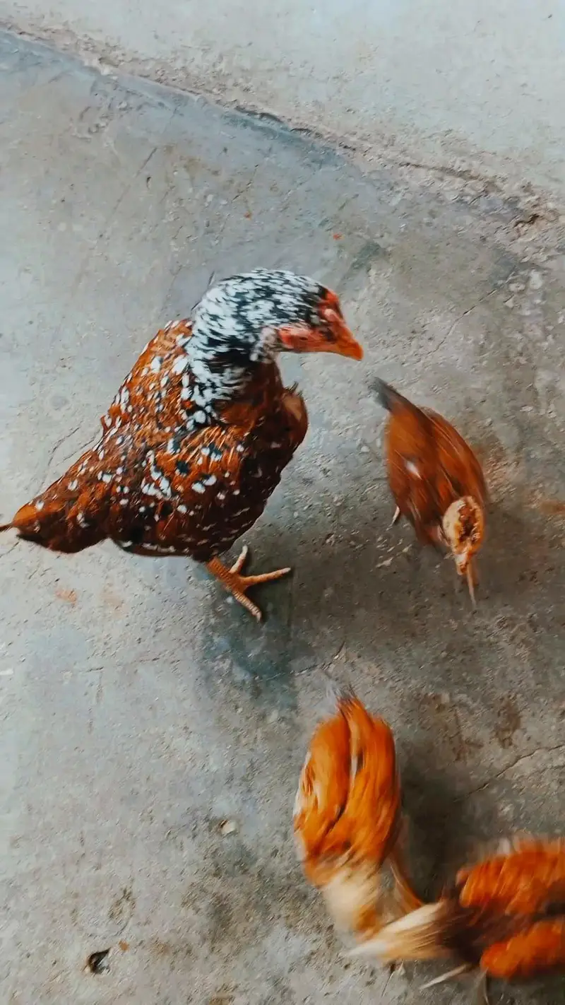 1Hen + 3 Chicks for Sale — photo 2