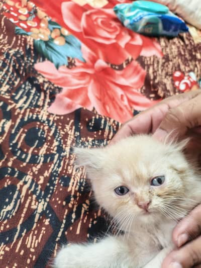 Persian kitten