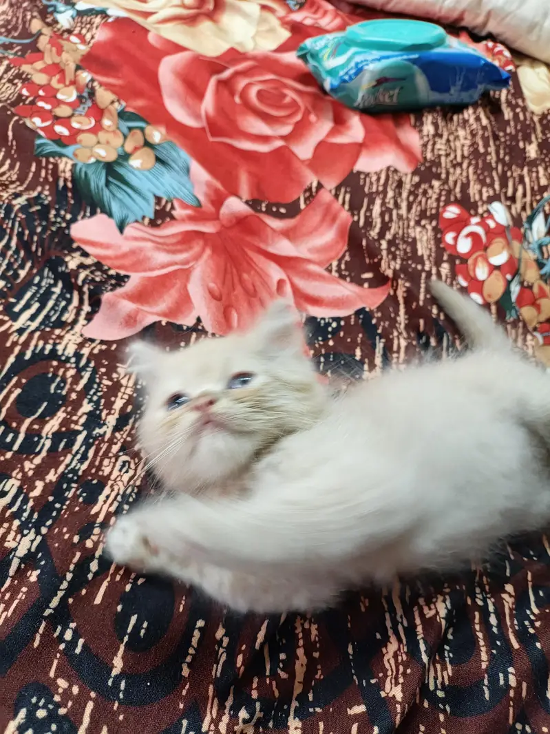 Persian kitten — photo 2