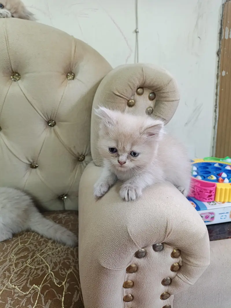 Persian kitten — photo 3