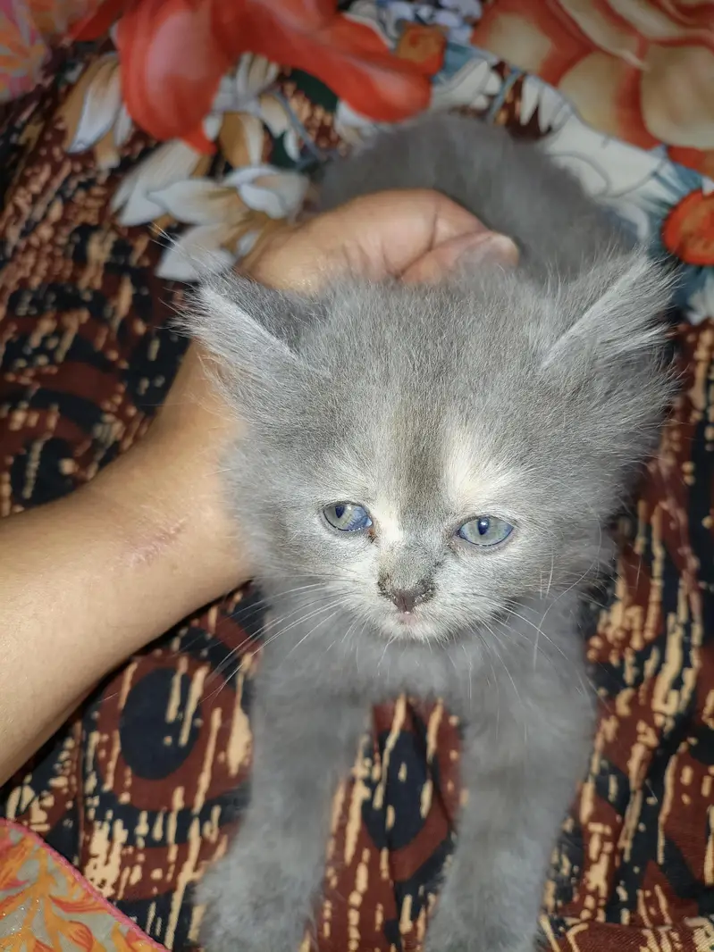 Persian kitten — photo 4