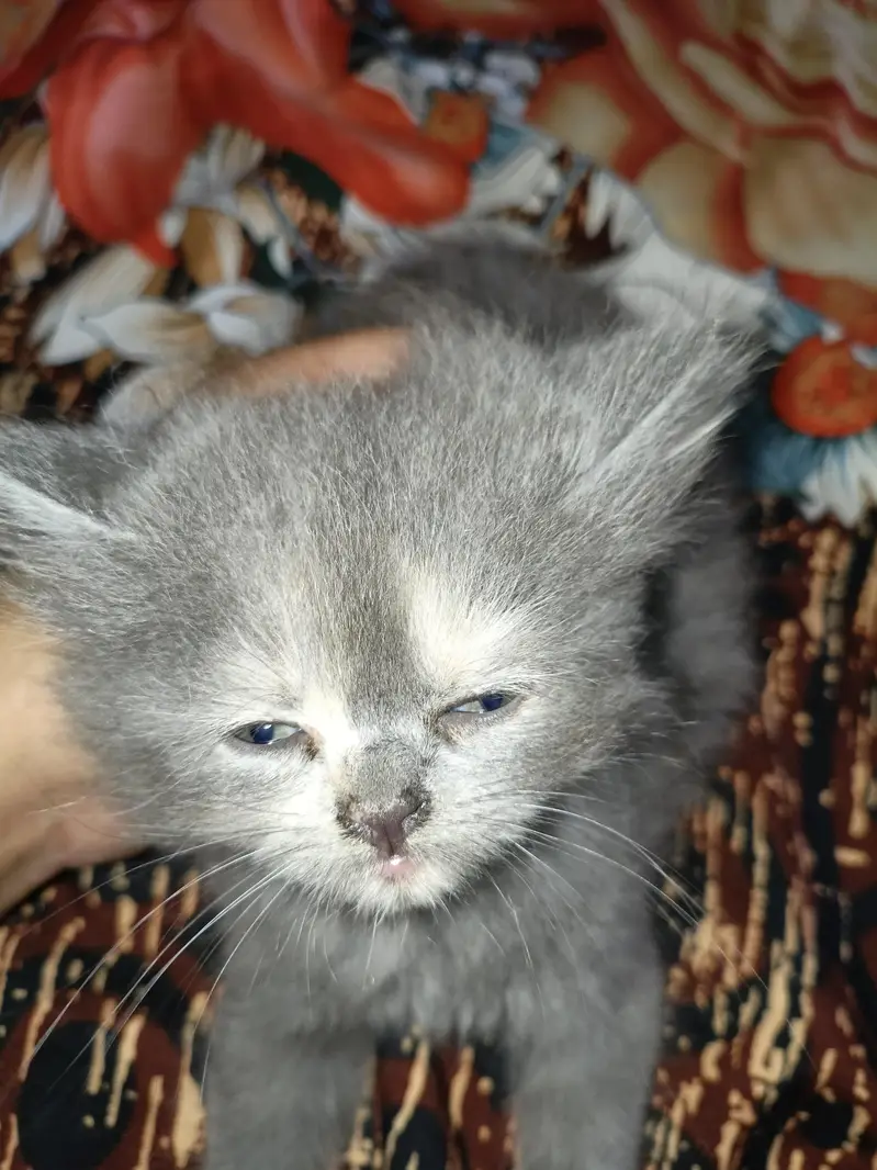 Persian kitten — photo 5