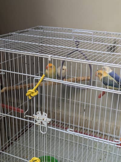3 breeder love birds pair for sale with cage