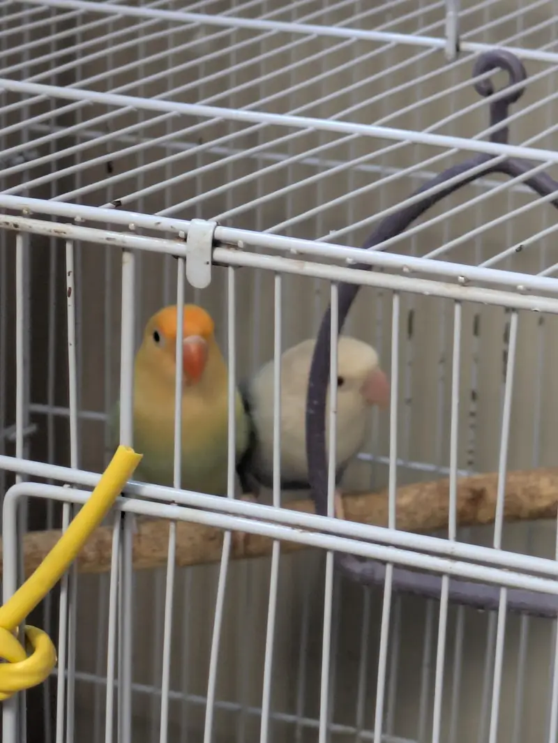 3 breeder love birds pair for sale with cage — photo 2