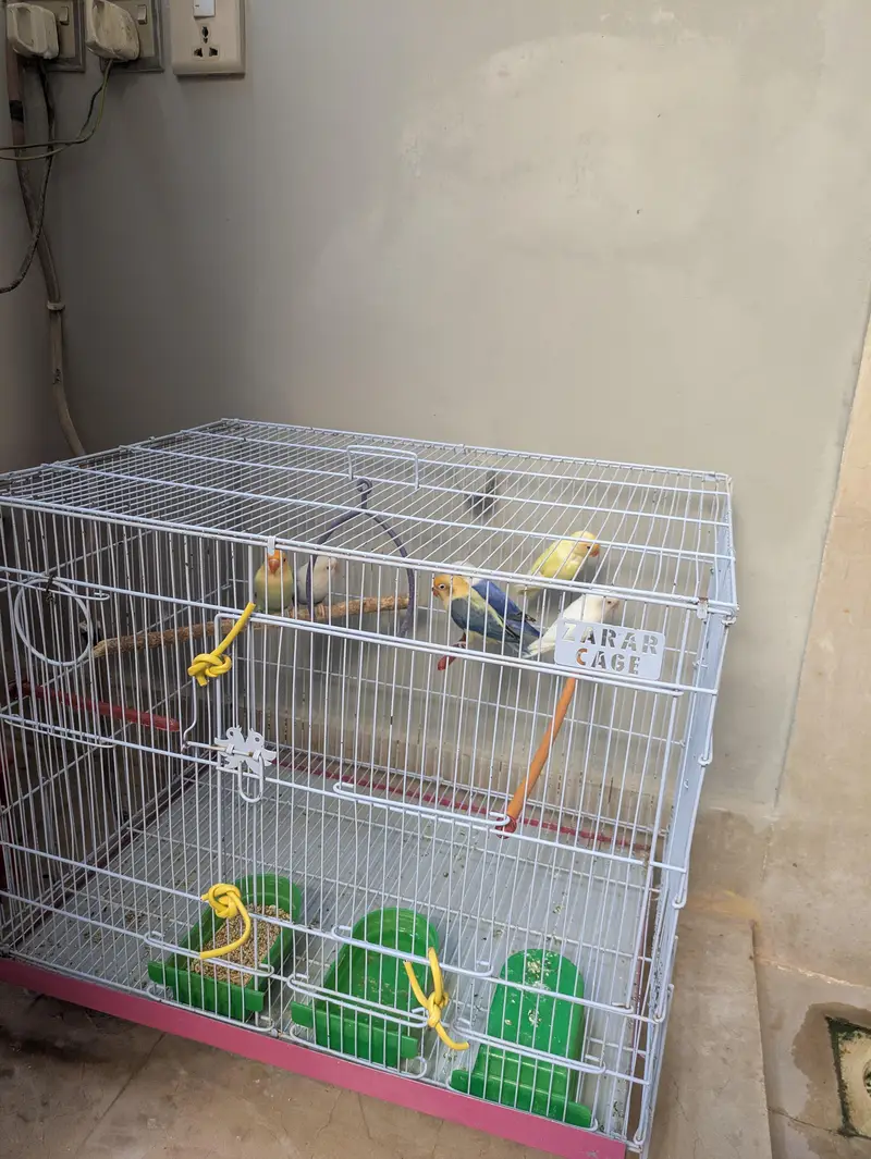 3 breeder love birds pair for sale with cage — photo 3