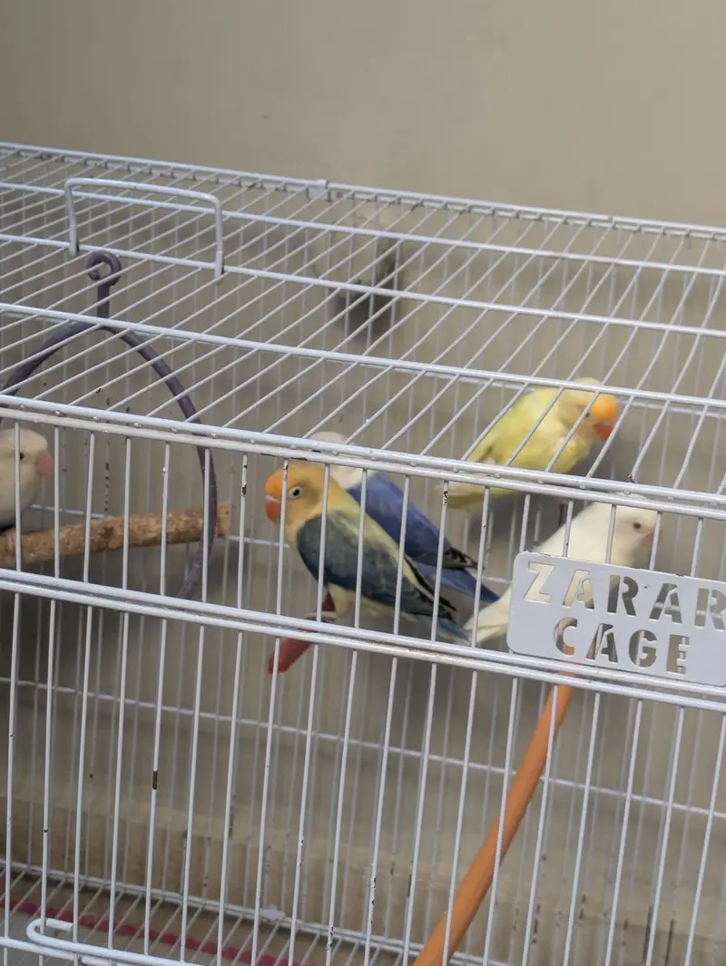 3 breeder love birds pair for sale with cage — photo 4