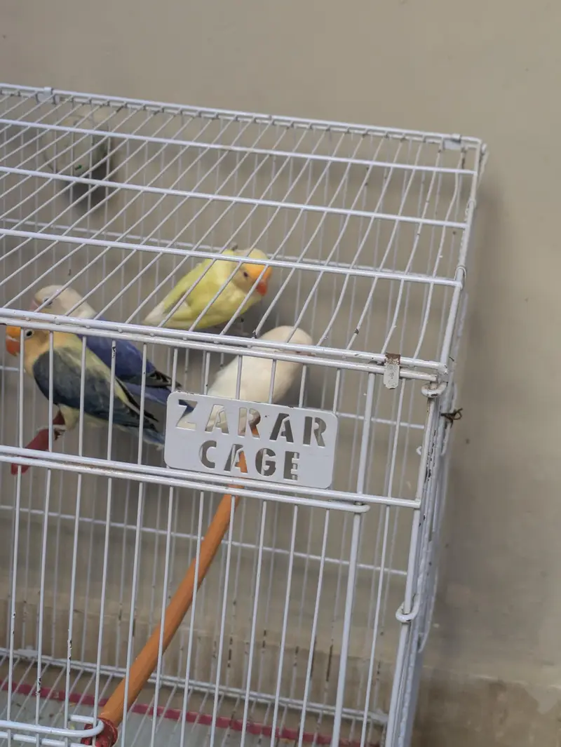 3 breeder love birds pair for sale with cage — photo 5
