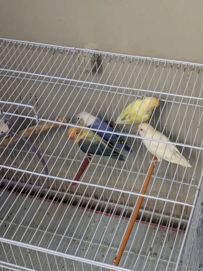 3 breeder love birds pair for sale with cage — photo 6