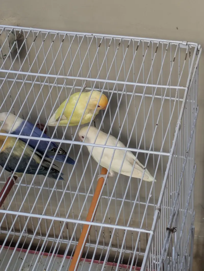 3 breeder love birds pair for sale with cage — photo 7