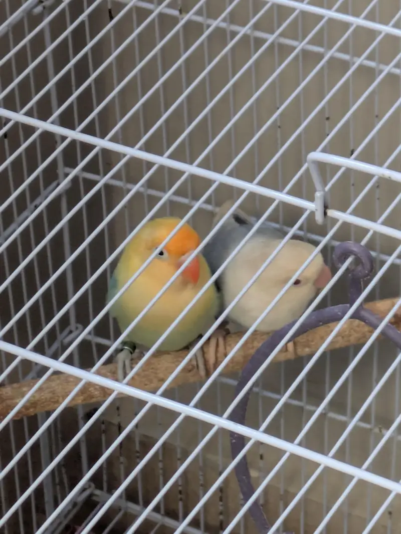 3 breeder love birds pair for sale with cage — photo 8