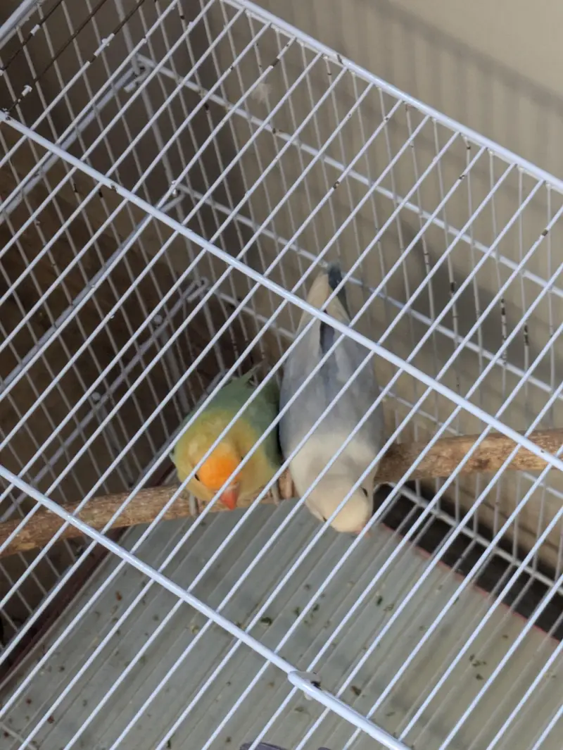 3 breeder love birds pair for sale with cage — photo 9
