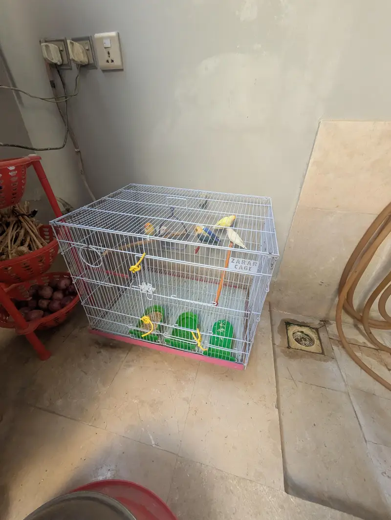 3 breeder love birds pair for sale with cage — photo 10