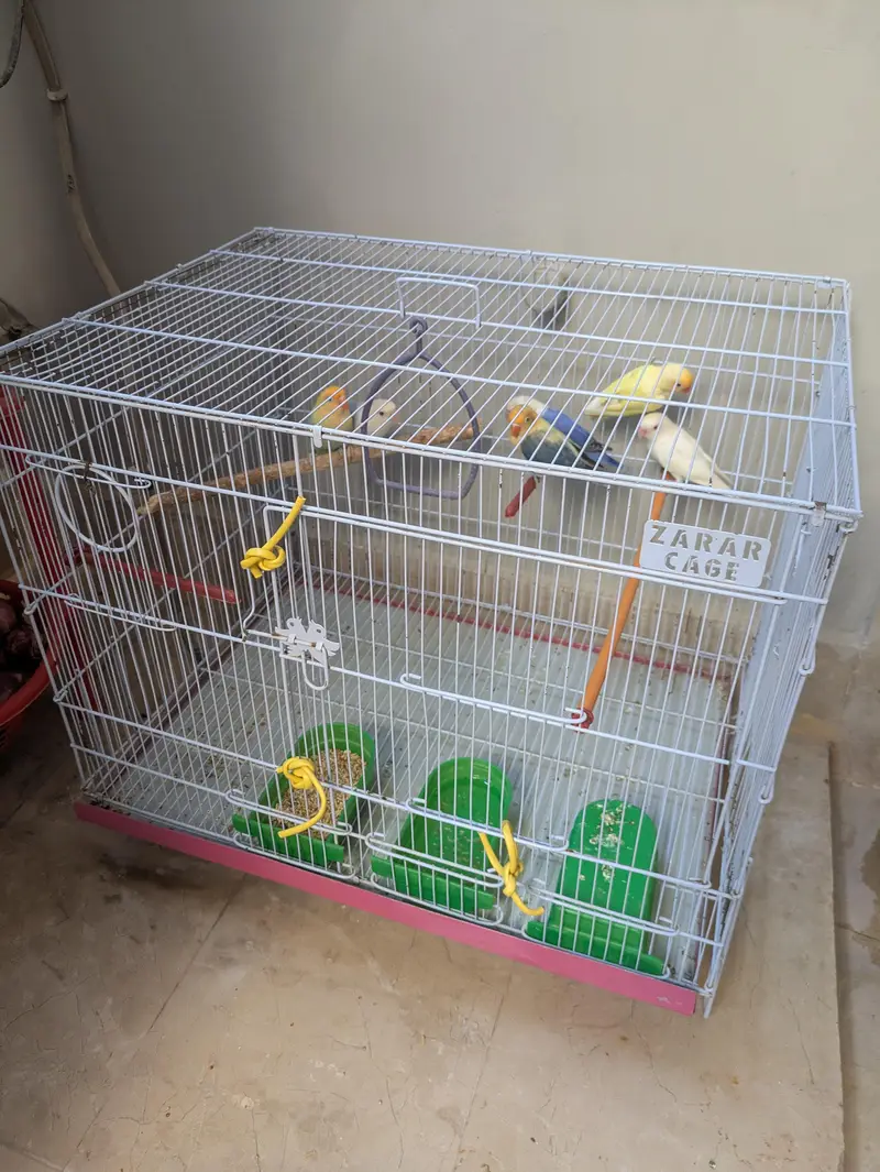 3 breeder love birds pair for sale with cage — photo 11