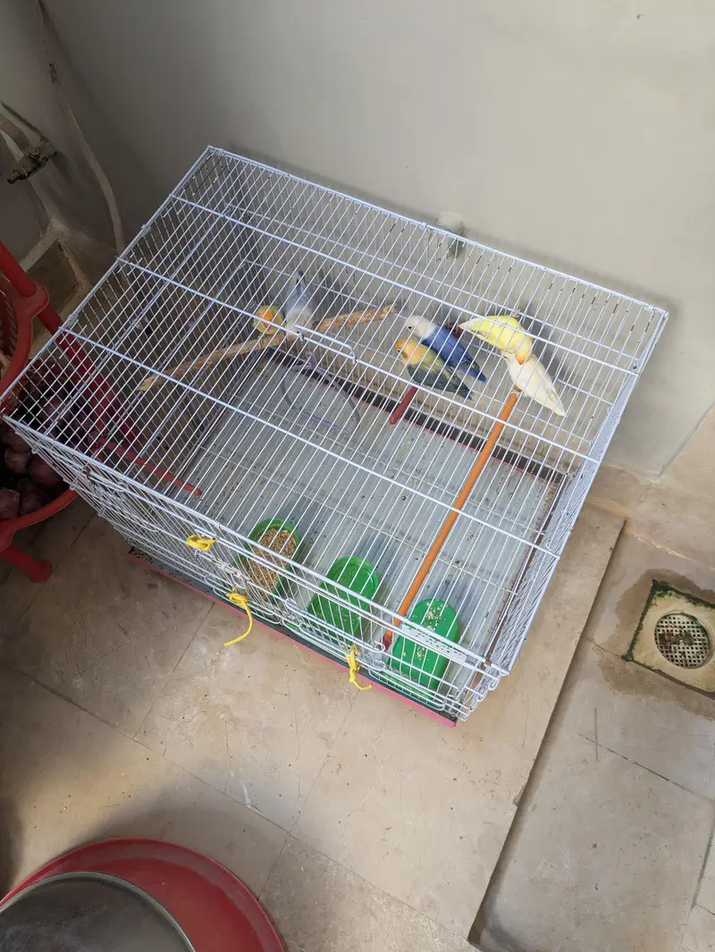 3 breeder love birds pair for sale with cage — photo 12